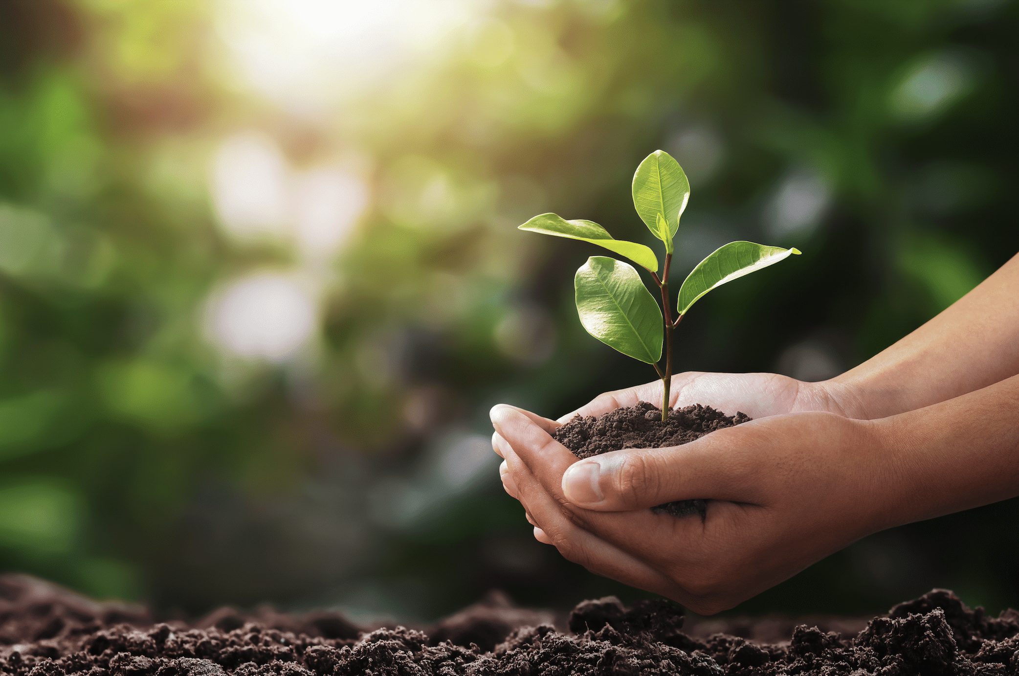 Federal Government to introduce Net Zero
